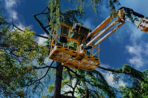 Best Tree Maintenance Programs  in Washington Park, FL